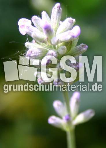 Lavendel-9.jpg